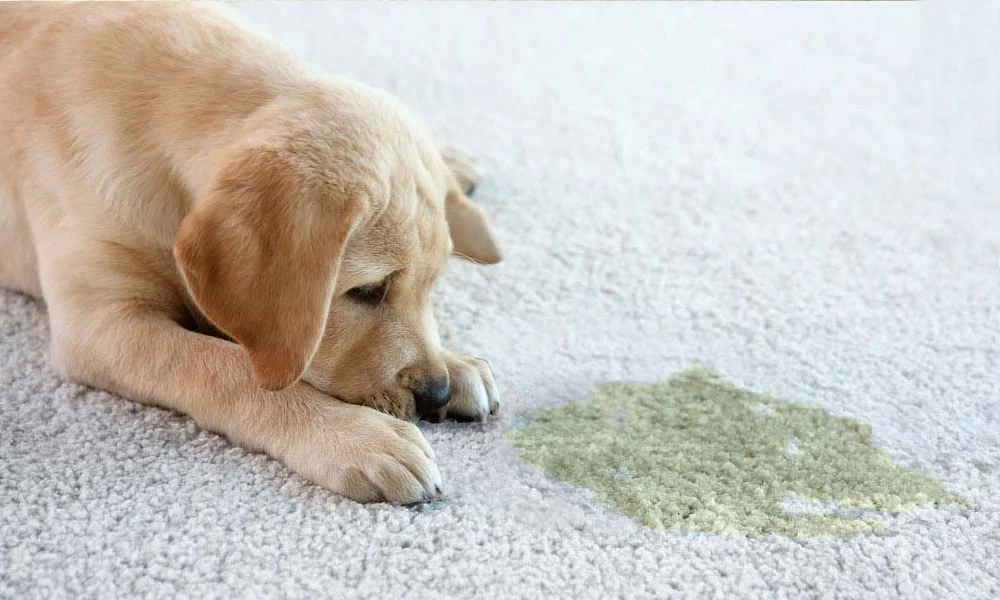 pet urine remover