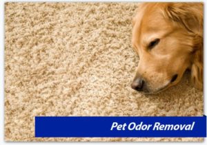 Pet Odor Removal, DC MD, Northern VA