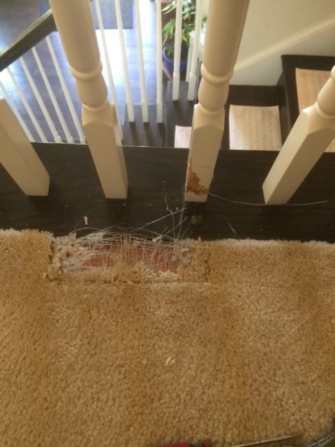 Carpet Repair Hole in Carpet (Before)