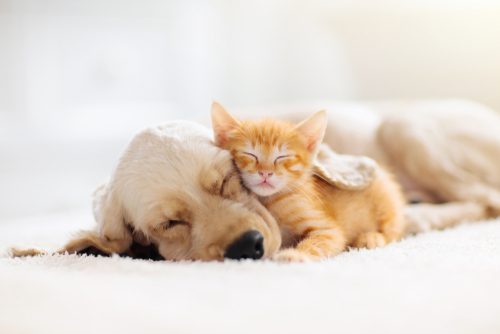 best cat pee remover