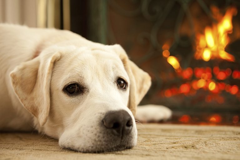 Pet Odor Removal